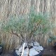 Bonsai Salix rosmarinifolia